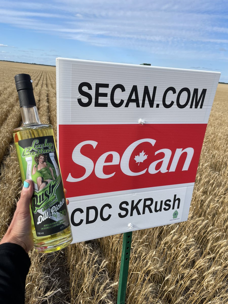 SeCanLauren's tweet photo. Guessing yield of this CDC SKRush #cwrs at the Kelsey Ag Ventures tour near Choiceland #Sask for a chance to win some Lucky Bastard special edition Rush Dill Pickle Vodka #CDCSKRush #dillpicklevodka https://t.co/2Gv7e7IiRz