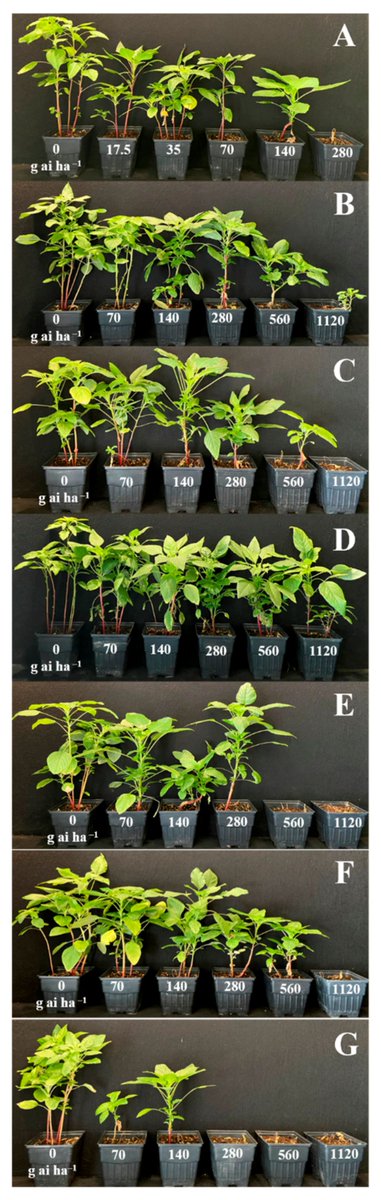 AgricultureMdpi's tweet image. 🤔#Agriculture Read this interesting new paper by @pamcarvalholima et al.: "#PPO2 Mutations in #Amaranthus palmeri: Implications on Cross-Resistance".
➡The full paper is available here: mdpi.com/2077-0472/11/8…

🗝#Amaranthuspalmeri #herbicideresistance #targetsiteresistance