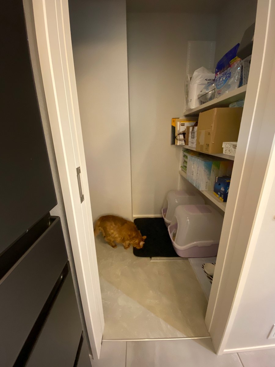 三條 凛花 家事本発売中 キャットルーム 猫のお世話がここだけで完結する部屋 ついでに消耗品ストックも収納可能 この部屋のおかげで猫の世話にかかる時間が激減しました 猫トイレの上ってデッドスペースだから 可動棚をつければ似た感じで作れ 三條 凛花 家事本発売中 キャットルーム 猫のお世話がここだけで完結する部屋 ついでに消耗品ストックも収納可能 この部屋のおかげで猫の世話にかかる時間が激減しました 猫トイレの上ってデッドスペースだから 可動棚をつければ似た感じで作れ