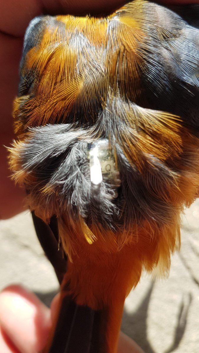 A Rocha Kenya (@arochakenya) on Twitter photo Great rejoicing at retrapping our THIRD Red-capped Robin Chat with a #geolocator, 1 of 15 deployed last year! 20% recovery rate so far & 2+ months left to trap more. Sent the first ones back last week to <a href="/Vogelwarte_scie/">Vogelwarte_Science</a> for downloading of #data. Very excited to hear results! Great rejoicing at retrapping our THIRD Red-capped Robin Chat with a #geolocator, 1 of 15 deployed last year! 20% recovery rate so far & 2+ months left to trap more. Sent the first ones back last week to <a href="/Vogelwarte_scie/">Vogelwarte_Science</a> for downloading of #data. Very excited to hear results!