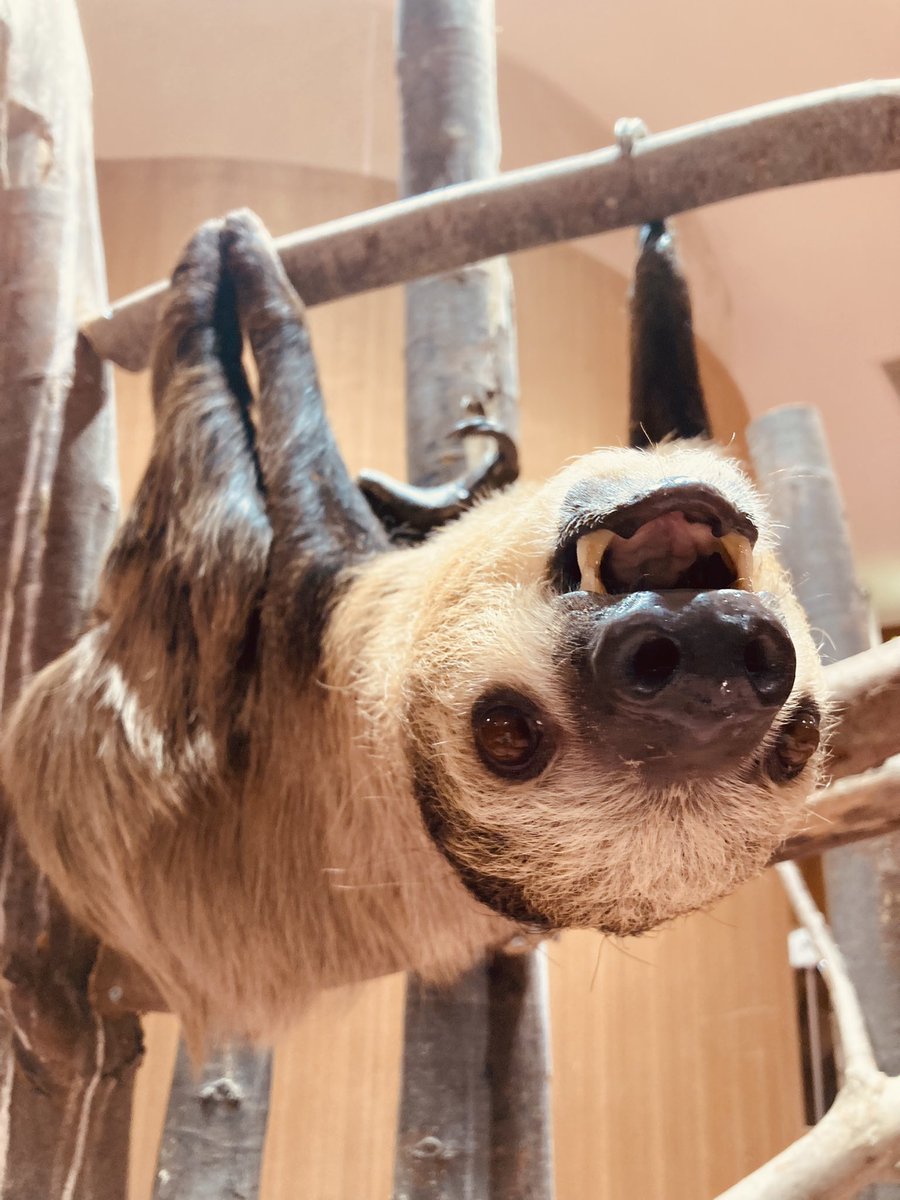 Moff Animal Cafe ららぽーと愛知東郷店 新入りさんをご紹介 フタユビナマケモノ の男の子 クロー 君が愛知東郷店にやってきました フラッシュちゃんより少し小柄で 活発なヤンチャ君です 是非会いに来てくださいね Moff Animalcafe Moff Animal Cafe ららぽーと愛知東郷店 新入りさんをご紹介 フタユビナマケモノ の男の子 クロー 君が愛知東郷店にやってきました フラッシュちゃんより少し小柄で 活発なヤンチャ君です 是非会いに来てくださいね Moff Animalcafe