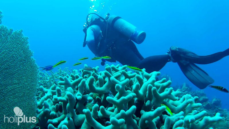 HoliPlus's tweet photo. "Every time I slip into the ocean, It´s like going home"

#Diving in #Daiquiri #beach  Tour
Departure from PLAYA #BACONAO

https://t.co/DQQ2wh6RmP

#dive #diving #scuba #scubadiving #underwater #ocean #underwaterphotography #sea #diver #scubadive #travel #scubadiver https://t.co/BANB6wI8zU