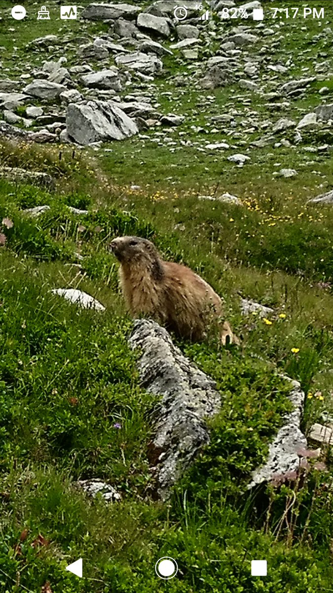 MtnGirlMichelle's tweet photo. Making new friends in the #parcnationalvanoise Vanoise National Park. I am often in this park and it's great to see new faces 🙃
-
-
-
#mountaingirl #savoie #hiking #randonnee #maurienne #exploreauvergnerhonealpes #mountains #Montagne #mauriennisezvous #vanoise #funinfrance https://t.co/hIUb2wwqrN
