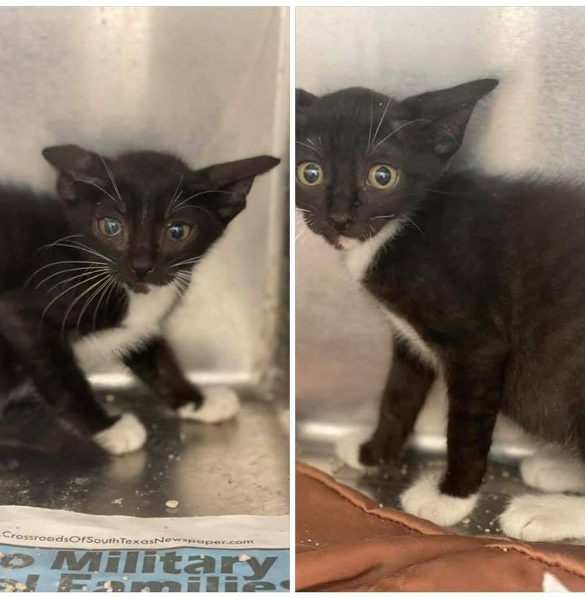 Two scared (but not feral) juvie tuxie kittens in #NuecesCountyTX are in need of rescue! Mama was rescued (I know I feel the same way)! FMI: (410) 608-2195 Let's save these adorable kittens! Adopt &amp; make them your project! Pledge! Last day! BEYOND URGENT!
facebook.com/nuecescountytx…
