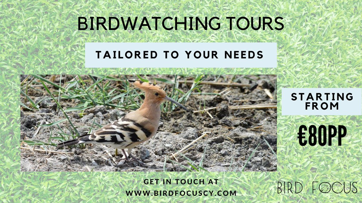 Looking for a birding destination this autumn? #Cyprus is the one! Demoiselle cranes, raptor migration, endemic species &amp; more. 
Affordable and enjoyable tours for both novice &amp; professional birders. 
Please get in touch to find out more!
#cyprusbirds #birdingtours #ecotravel