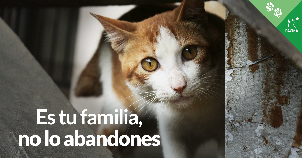 PartidoPACMA's tweet photo. ❌ El abandono es delito y una condena a muerte para ellos. 🐱

Son parte de tu familia y dependen de ti absolutamente. Los gatos que viven en nuestros hogares no saben sobrevivir en la calle, ni siquiera en una colonia, donde pueden ser atacados. 😥

¡No les falles! 😺 https://t.co/1ZMxyWz0oN