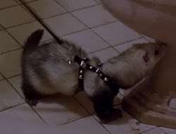 My Fall Plans           The Delta Variant