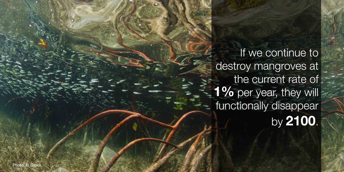 Restoring ecosystems such as landscapes, wetlands and oceans can improve their productivity, promote biodiversity and increase their capacity to meet society’s needs.

Help us shape the #RestorationDecade iucnrestorationdecade.org #GenerationRestoration