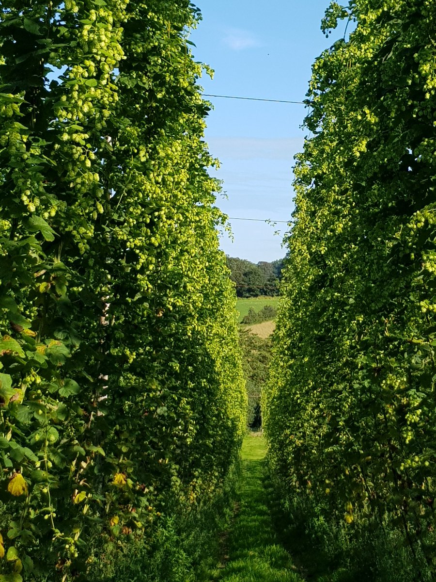 2021 Hop harvest only a month away, we grow 🚜, YouBrew 🍻