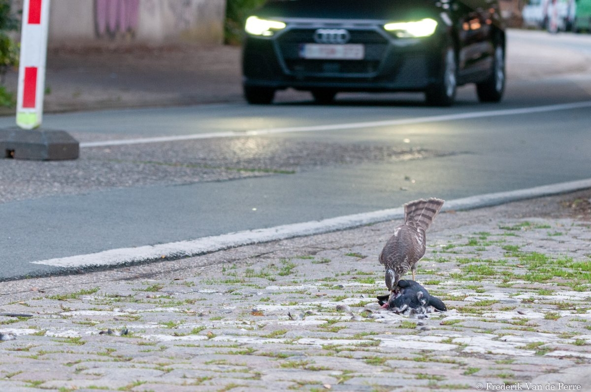 SeekingWild's tweet photo. There's no need to go far to get pictures of #wildlife. We found this juvenile Sparrowhawk with his prey on the street behind our door. #naturephotography #natureinthecity #bird #birdphotography #nikon #nikonphotography #seekingwilderness https://t.co/FWhusHlRVG