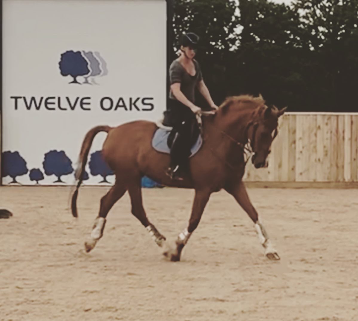 DeNiro / Animo getting stronger by the day! Time to get his entries in!