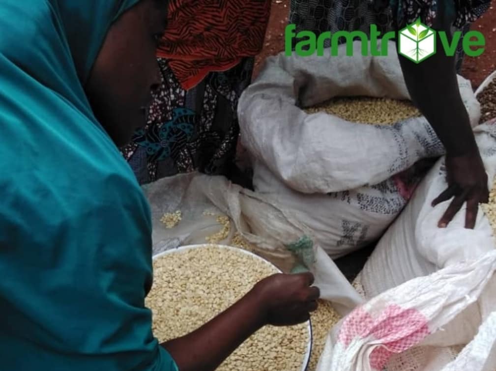 Farmtroveng's tweet photo. What goes on in the #commodities market.

Our team visited a popular market in Saki, Oyo State recently in a bid to provide #access to market for #farmers produce and #identify trade opportunities. 

Our tour of the #market shows trade activities mostly between https://t.co/nO92qWdGiz