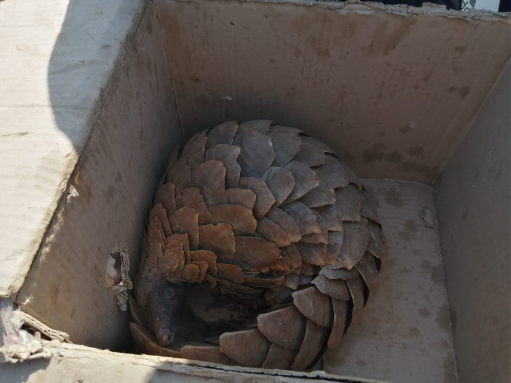 5/8/21, Midrand: joint ops with SAPS Stock Theft and Endangered Species unit, Silverton, WRand & Benoni K9 Units, U.S Dept of Homeland Security, the Green Scorpions .
1 pangolin recovered & 5 people arrested. 
⁠
#pangolinconservation #EndWildlifeTrade #endthetrade #conservation