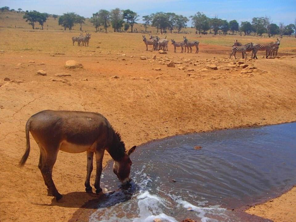 Global_Folder's tweet photo. Everyday this man drives hours in drought to provide Water to thirsty Wild Animals in Kenya for free

Massive Respect ❤ https://t.co/5J3wH5rLh3