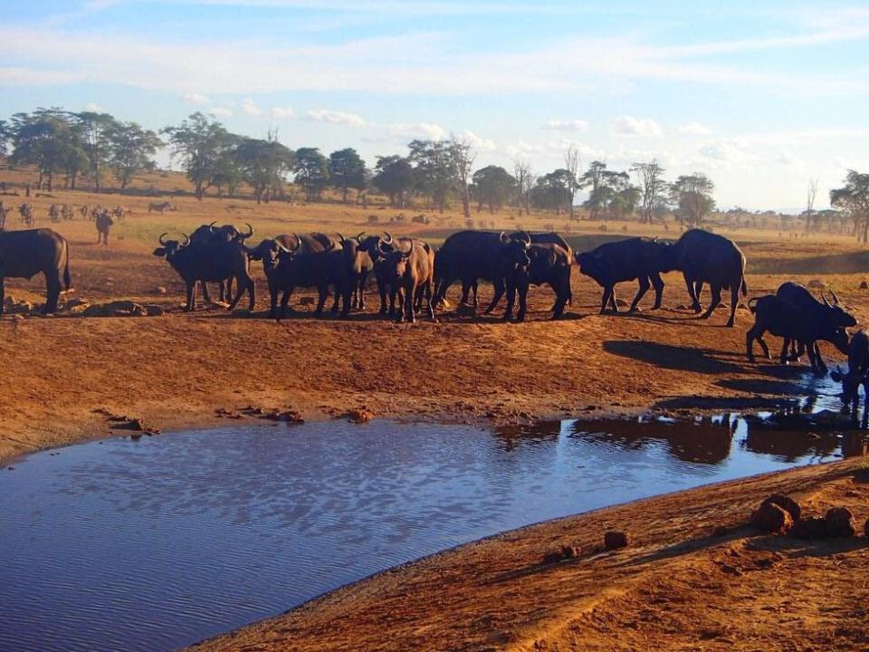 Global_Folder's tweet photo. Everyday this man drives hours in drought to provide Water to thirsty Wild Animals in Kenya for free

Massive Respect ❤ https://t.co/5J3wH5rLh3