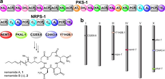 Nature Communications (@naturecomms) on Twitter photo Researchers from <a href="/Butcher_Lab_UF/">Rebecca Butcher</a>, <a href="/UF/">FLORIDA</a> characterize enzymes required for biosynthesis of nemamides, the only known animal polyketide-nonribosomal peptides. <a href="/r_a_butcher/">Rebecca Butcher</a>
go.nature.com/2VSdrIN Researchers from <a href="/Butcher_Lab_UF/">Rebecca Butcher</a>, <a href="/UF/">FLORIDA</a> characterize enzymes required for biosynthesis of nemamides, the only known animal polyketide-nonribosomal peptides. <a href="/r_a_butcher/">Rebecca Butcher</a>
go.nature.com/2VSdrIN