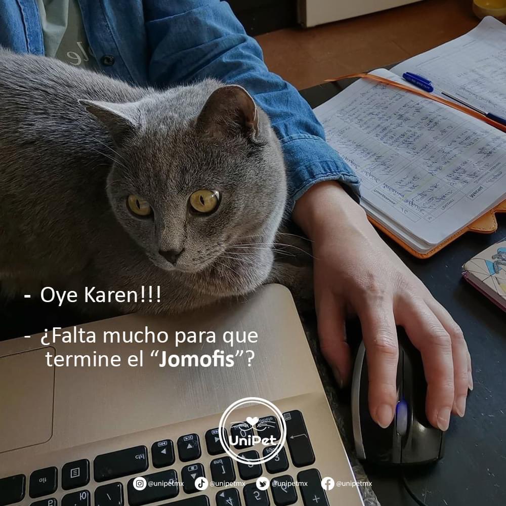 UniPetMx's tweet photo. Ya no te puedo seguir teniendo en mi casa haciendo la trabajacion.

#Meme #Gato #UniPet. https://t.co/nspHlasmNO