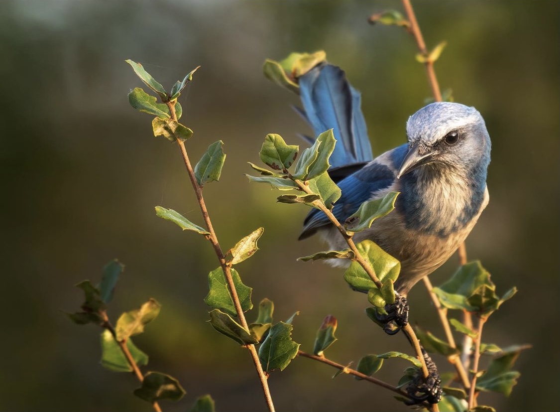Fun Fact Friday: The Florida Scrub Jay, the only bird species that lives ONLY in Florida, is pretty awesome already. But did you know that the bird routinely buries acorns, making them an integral part of oak tree dispersal? #savetheFloridascrubjay #conserveflorida
📸: Gray Smith