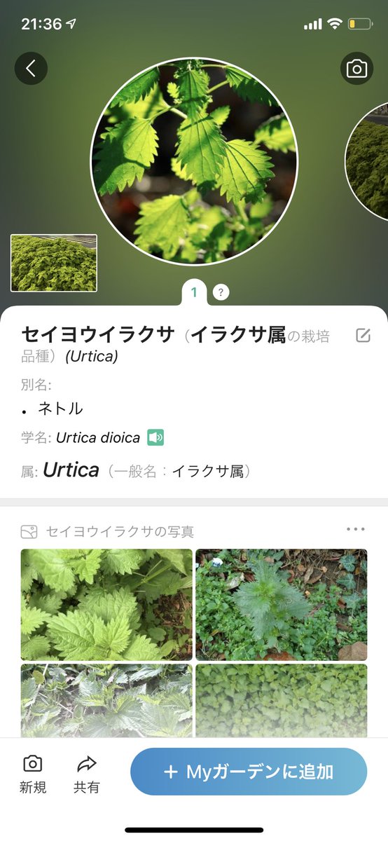 日本橋高島屋の前 めっちゃ土地高そうな所にシソ畑がある Twitterで植えられている植物名が分かりました Togetter