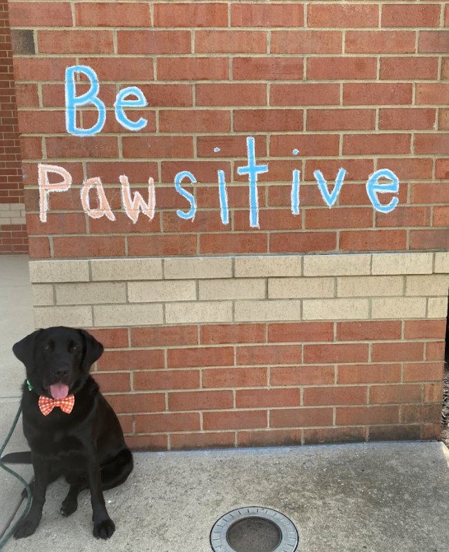 Mason High School (@mhscomets) on Twitter photo This is HIBBS, He's one of our most loved Comets. He helps the <a href="/MasonHopeSquad/">MHS Hope Squad</a> and he just recently passed his Canine Good Citizen test. You'll see him around MHS, sometimes he hangs out with <a href="/MHSCounselors40/">MHS School Counseling</a> too. Hibbs wants you to have a great day. This is HIBBS, He's one of our most loved Comets. He helps the <a href="/MasonHopeSquad/">MHS Hope Squad</a> and he just recently passed his Canine Good Citizen test. You'll see him around MHS, sometimes he hangs out with <a href="/MHSCounselors40/">MHS School Counseling</a> too. Hibbs wants you to have a great day.