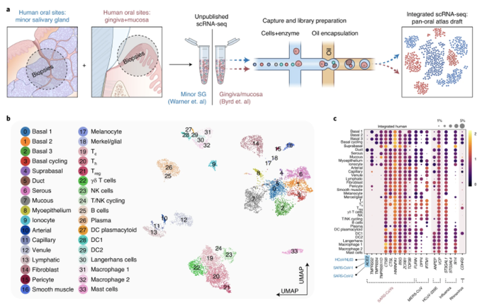 The mouth &amp; Covid: The oral cavity is a key site for SARSCoV2 infection. Researchers say saliva is important in transmission. That said, the oral cavity is poorly understood in Covid, a disease resulting in taste loss, dry mouth &amp; oral mucosal ulcerations nature.com/articles/s4159…