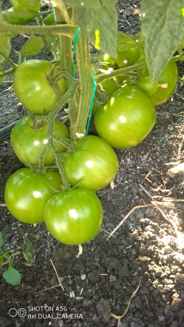 Siphosami Malunga on X: Star 9037..by Starke Ayres. uMakhoya aka the Don  of Tomato Varieties. 9/10 fruits, uniform size and shape per cluster. It is  performing beyond expectations. #ESidakeni #Siyalima  #TomatoFarmingInZimbabwe #Asijiki