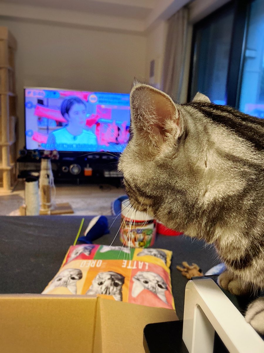 Uzivatel ラテオレごはん Na Twitteru カイヌシ オレオはホラン千秋好きなの オレオ 待ってにゃ 今ホランちゃんがインタビューしてるのは入江聖奈選手にゃ カイヌシ マジか Cat 猫 ねこ ぬこ 猫好きさんと繋がりたい 猫のいる生活 猫がいる幸せ
