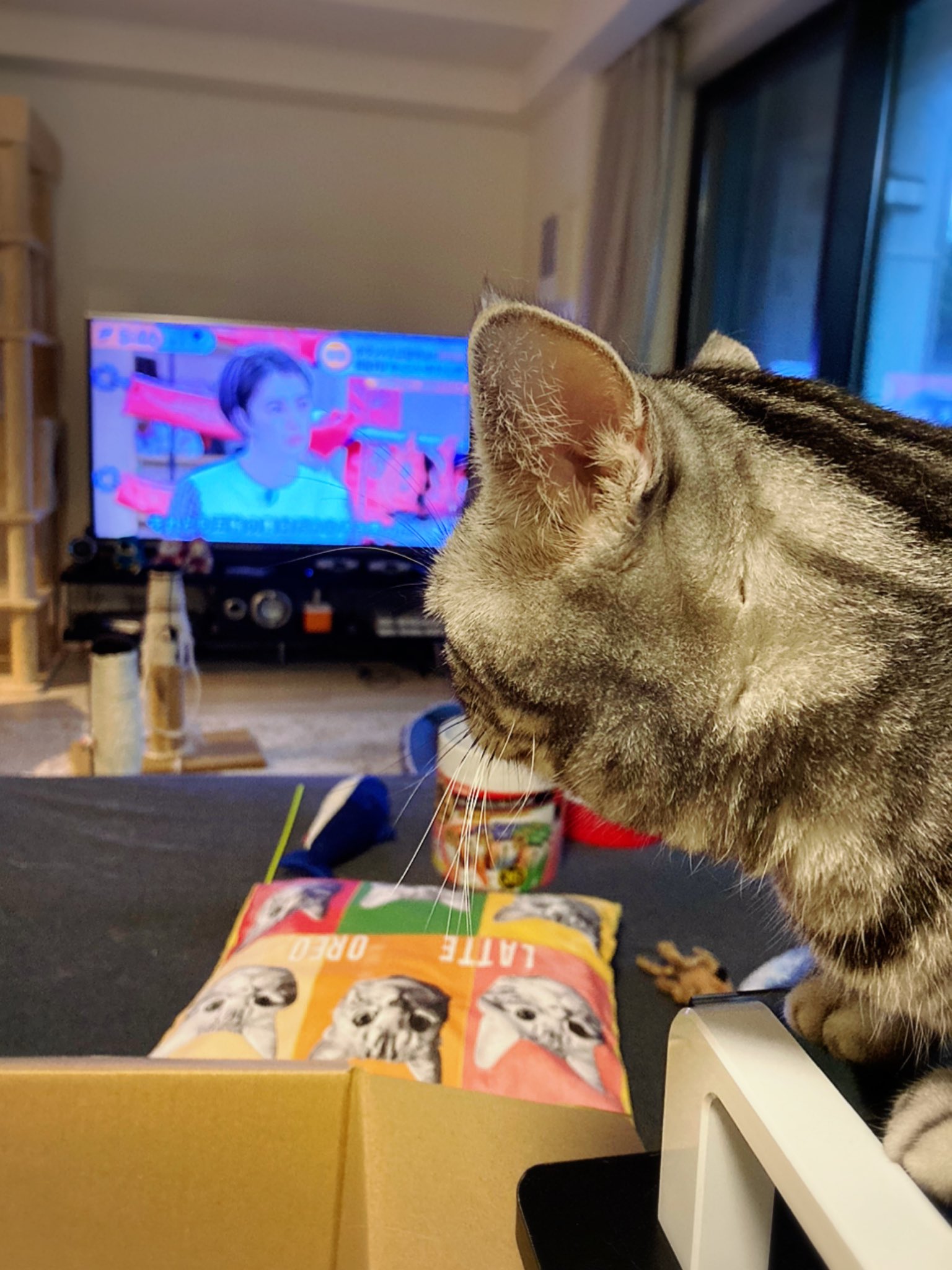 ট ইট র ラテオレごはん カイヌシ オレオはホラン千秋好きなの オレオ 待ってにゃ 今ホランちゃんがインタビューしてるのは入江聖奈選手にゃ カイヌシ マジか Cat 猫 ねこ ぬこ 猫好きさんと繋がりたい 猫のいる生活 猫がいる幸せ