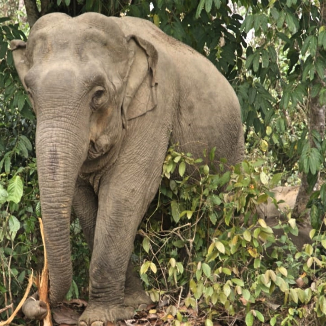 CamelliaPlc's tweet photo. The #CamelliaSuperteam are now passing through @GoodrickeTea estates in the #Dooars. Known as #ElephantCountry the areas rich agro-climate produces vibrant CTC teas much sought after by the local market. #VirtualMission #SupportUNICEF https://t.co/7CO9YNRyVW https://t.co/lPRfBnexFy