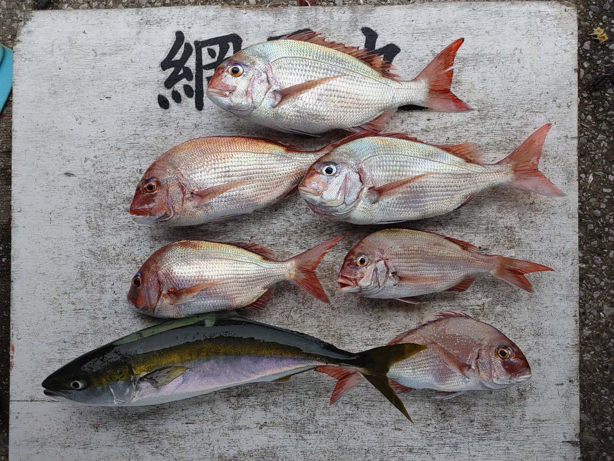 網屋丸 على تويتر コマセ真鯛 0 4 1 8k 0 6枚 次点3枚 外道ワラサ アジ ワカシ バラシとハリス切れが多く有りました 2枚が3名 一つテンヤタイラバ船 21日より再開します 荒天の為14日 15日は臨時休業 詳しくはhttps T Co Vglgvityoa 真鯛釣り テンヤ 網屋丸 على تويتر コマセ真鯛 0 4 1 8k 0 6枚 次点3枚 外道ワラサ アジ ワカシ バラシとハリス切れが多く有りました 2枚が3名 一つテンヤタイラバ船 21日より再開します 荒天の為14日 15日は臨時休業 詳しくはhttps T Co Vglgvityoa 真鯛釣り テンヤ
