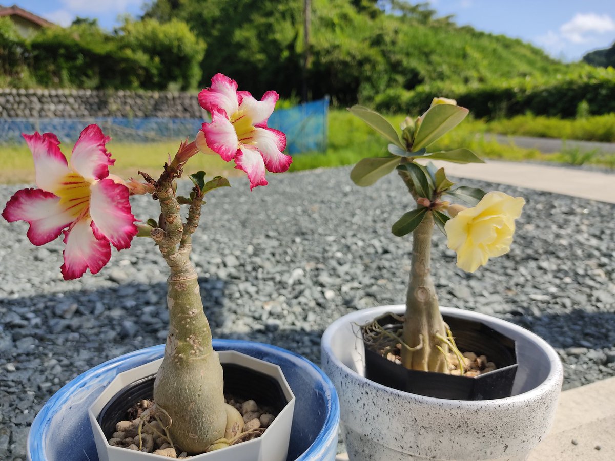 It イットサン ギターリスト على تويتر アデニウムオベスムの花が咲きました 同じオベスムでも花の色が違うところが良いですね アデニウムオベスム アデニウム 塊根植物 コーデックス