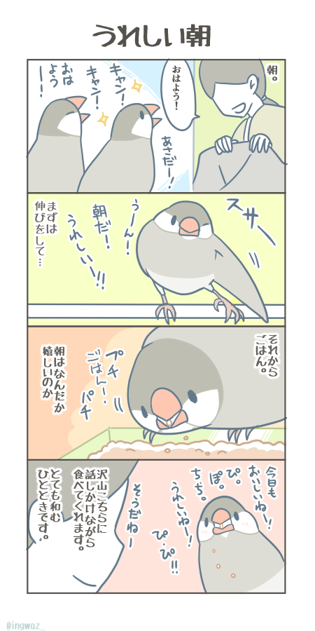 うれしい朝。朝の文鳥さんは、いつもとてもごきげんです。

#Buncho #javasparrow #文鳥 