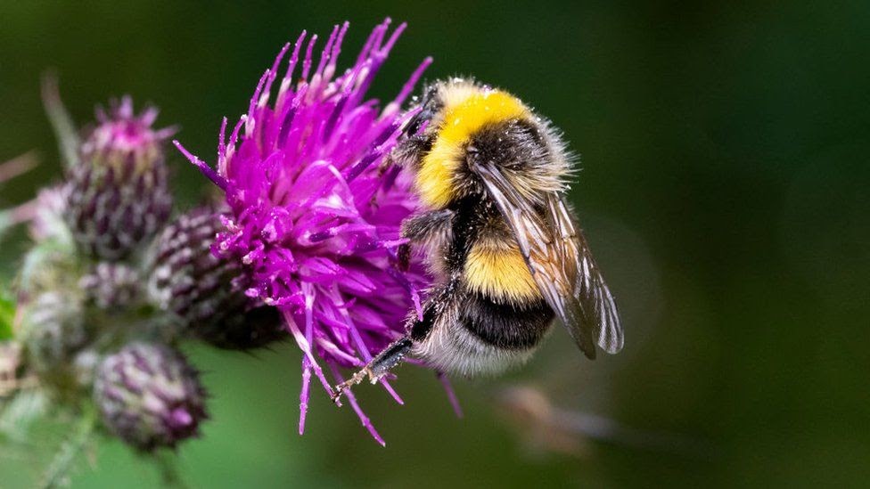 Ormskirk Beekeepers: Yorkshire reservoirs to play role in scheme to help bees dlvr.it/S5Z1ky