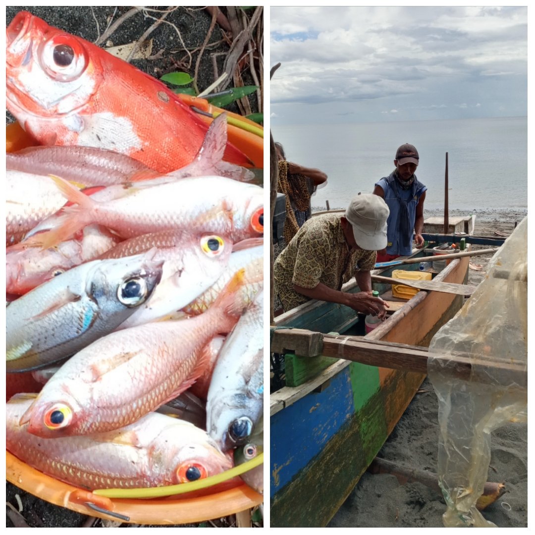 AndriyaniMirda's tweet photo. Jumat (13/8),Mirda Andriyani Mamonto,Luhkan Kab.Bolmong,di KUB Mokotabi Ds Poigar I,melaporkan hasil tangkapan ikan Domersal,dengan alat tangkap pancing ulur,Agustus 2021,sebanyak 21 kg,harga jual 20.000/kg 
#GiatLuhkanSatminkalBitung
#BolMong
#Produksi
@bpppbitung @puslatluhkp https://t.co/bTcD2KoHrg