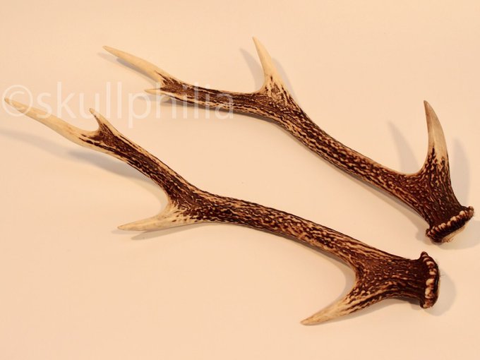 鹿の角のtwitterイラスト検索結果