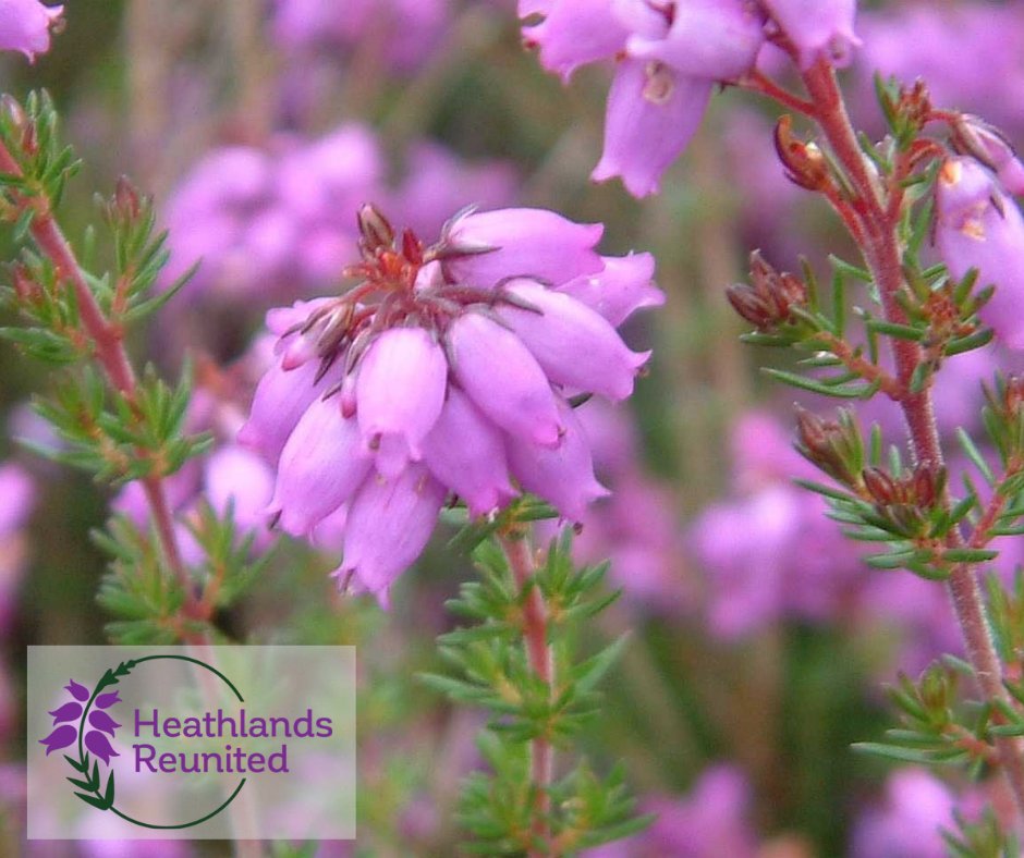 sdnpa's tweet image. Save the Date
Our annual Secrets of the Heath event is back!

Hogmoor Inclosure, Bordon
 4 &amp;amp;  5 September 2021
11am- 4pm

Keep an eye out on our social media in the next few weeks for more details.

#SotH2021 #HelpTheHeaths  #HeathlandsReunited  #SouthDowns