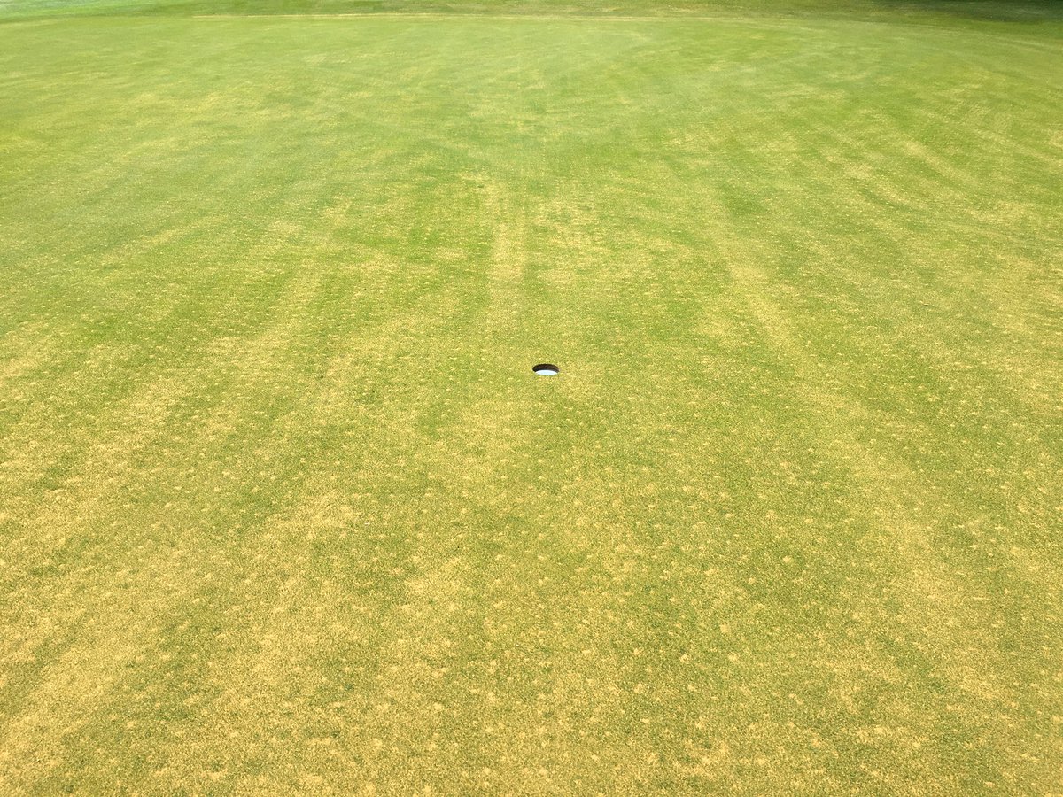 grnkeepergrant's tweet photo. Time to start the greens recovery! @BrearleyTom  and @HoltGeorge7 getting the steps in!!!! https://t.co/46SqHXIumf