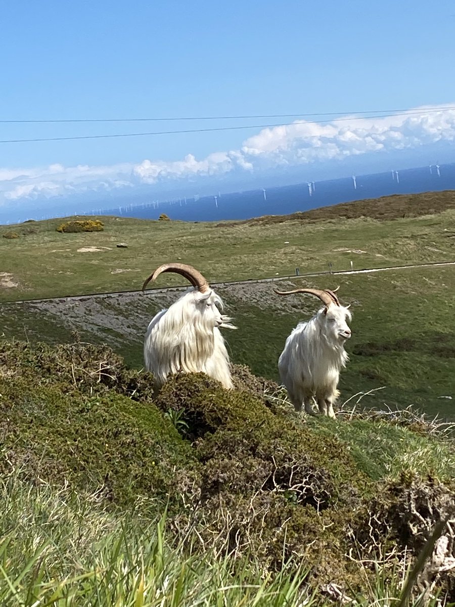 goatsofllandud1's tweet photo. The sun has returned for one day only here in Llandudno. Hope everyone has a lovely weekend. 🐐🐐🐐🎈 https://t.co/th8WsuMlJ2