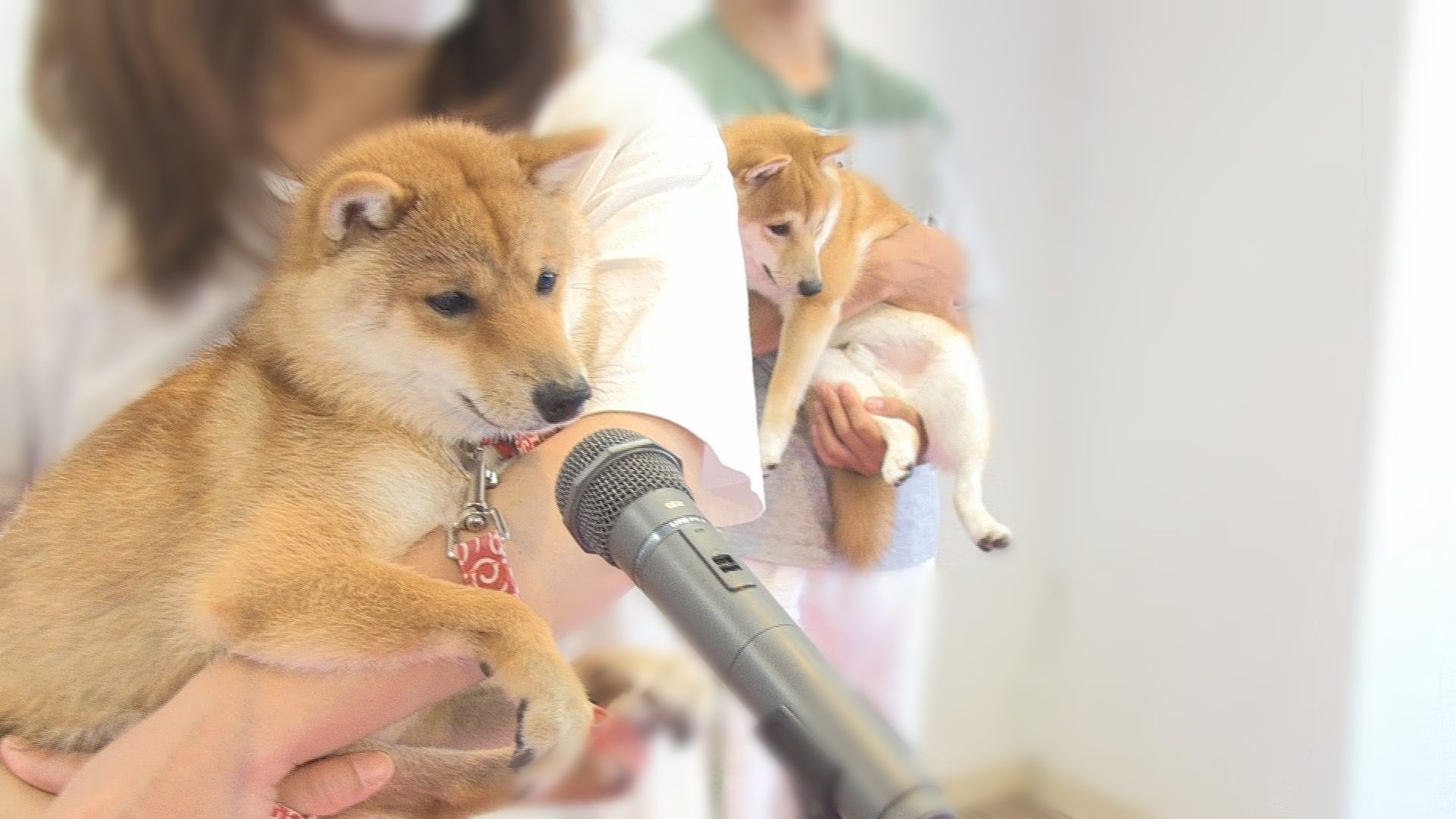 豆じろう 柴犬 豆柴 Youtube 誕生日 豆じろうが１歳になりました 成犬になったので祝ったのですが 動画はこちら T Co Snlqz7cbeg T Co 4bcrsrar1z Twitter