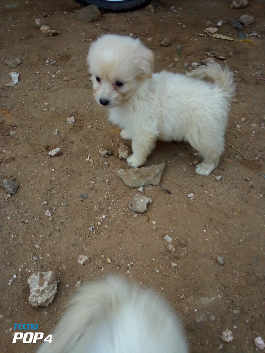 Money Madness Get Puppies Japanese Spitz Cross Maltese Looking For New Home Mombasa Letsnduthis Peter Kenneth Jimmy Gait Friday The 13 T Co Lv1ut4mpvc
