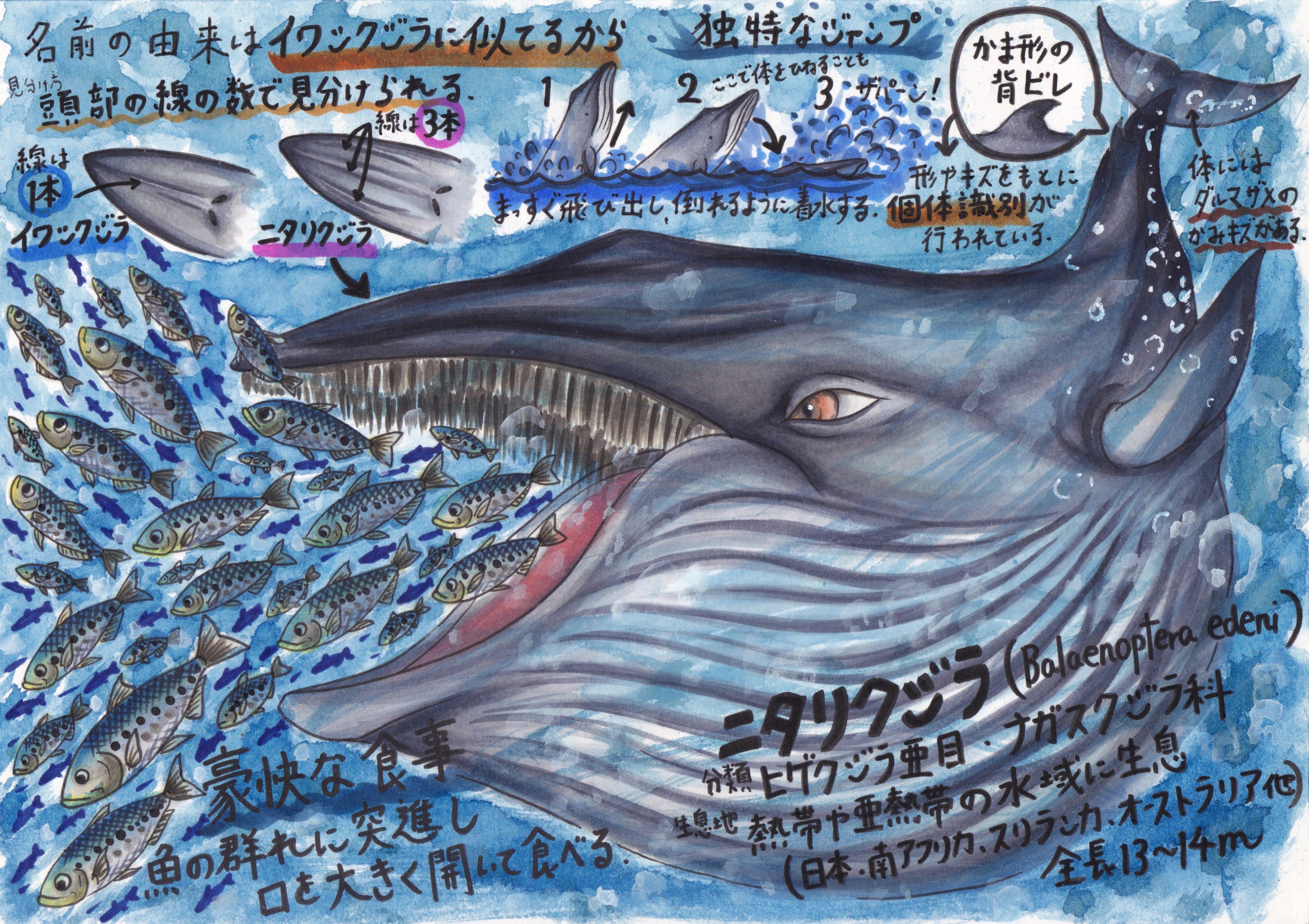 Bages ニタリクジラについて描きました 名前の由来はイワシクジラに 似てる から 大きく口を開け 魚の群れに突進して一網打尽にします クジラ イルカ 海洋生物 T Co Bydybuhtok Twitter