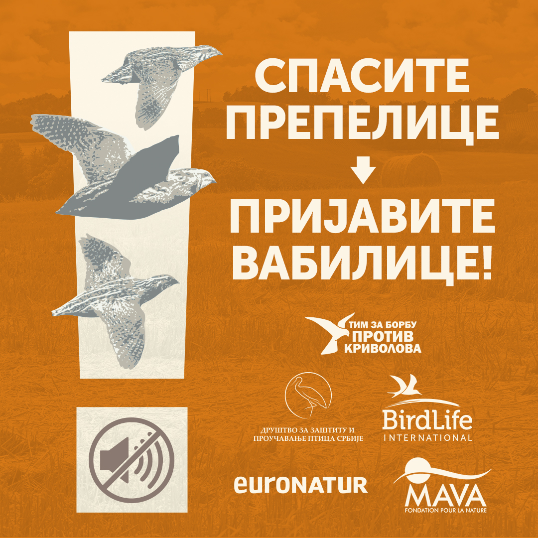 BirdLifeSerbia's tweet image. 🔇SPASITE PREPELICE - PRIJAVITE VABILICE!🔇

Upozoravamo javnost da se, tokom avgusta i septembra, prepelice masovno krivolove uz korišćenje zakonom zabranjenih elektronskih vabilica.

👉Na ovom linku saznajte kako da prepoznate slučaj krivolova prepelica: pticesrbije.rs/spasite-prepel…