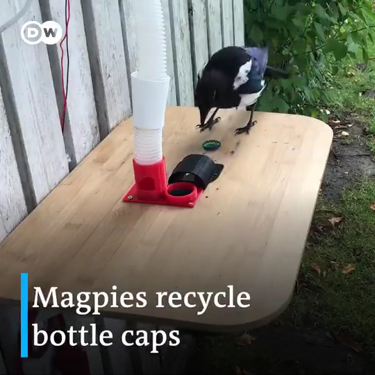 DW Science on Twitter "🎞️ This feeder accepts bottle caps from birds