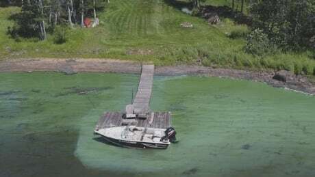 CBCNB's tweet image. 'Unbelievably visible' blue-green algae cropping up in more N.B. waterways: ift.tt/3jUkIjI