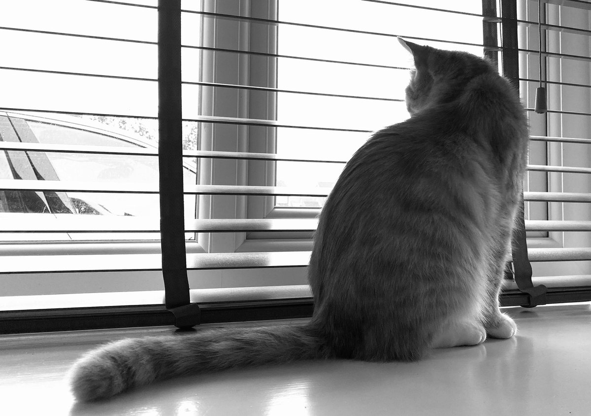 erics_escapades's tweet photo. Watching Mammy leave for work 😾 #Catlovers #catsoftwitter #catsontwitter #cats #catsoftheday #catlife #gingercats #adoptdontshop #bemoreeric #meh #catmam https://t.co/m2RYkLRXps