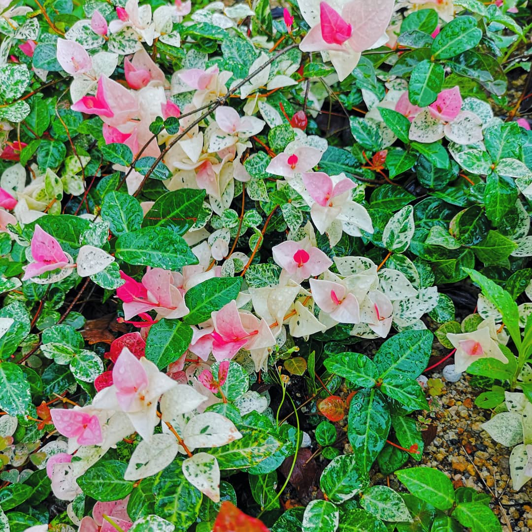 モッチモパスタ松江店 花だんの植物 ハツユキカズラ 花言葉は 素敵になって 心の灯 新芽がピンク 白 緑と様々な表情を見せてくれる 小さい風車の様な可愛らしい形 ฅ ฅ バジル 花言葉は 神聖 好意 料理に花を添えてくれるハーブ 純白