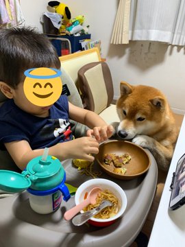柴犬 これなめたら 怒る お好み焼きが気になりすぎて ぐいぐい迫っちゃうワンコの表情がかわいい ねとらぼ
