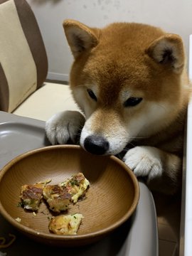 柴犬 これなめたら 怒る お好み焼きが気になりすぎて ぐいぐい迫っちゃうワンコの表情がかわいい ねとらぼ