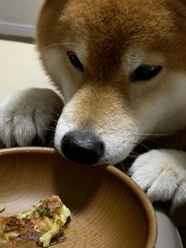 柴犬 これなめたら 怒る お好み焼きが気になりすぎて ぐいぐい迫っちゃうワンコの表情がかわいい ねとらぼ