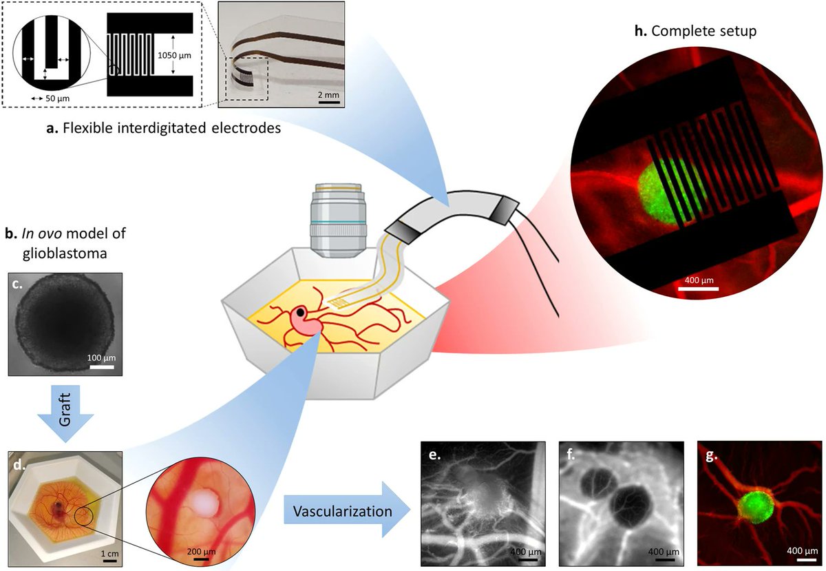 Rod P. O'Connor (@neurophoton) on Twitter photo Check out our new paper on implanting flexible electronics to deliver pulsed electric fields for tumor treatment. Congrats to Marie Lefevre for the eggcellent work and team BEL! nature.com/articles/s4152…
<a href="/CampusCharpak/">Charpak Provence</a> <a href="/MINES_StEtienne/">MINES Saint-Étienne</a> <a href="/NeuroTechCenter/">NeurotechCenter_INT</a> INT Check out our new paper on implanting flexible electronics to deliver pulsed electric fields for tumor treatment. Congrats to Marie Lefevre for the eggcellent work and team BEL! nature.com/articles/s4152…
<a href="/CampusCharpak/">Charpak Provence</a> <a href="/MINES_StEtienne/">MINES Saint-Étienne</a> <a href="/NeuroTechCenter/">NeurotechCenter_INT</a> INT